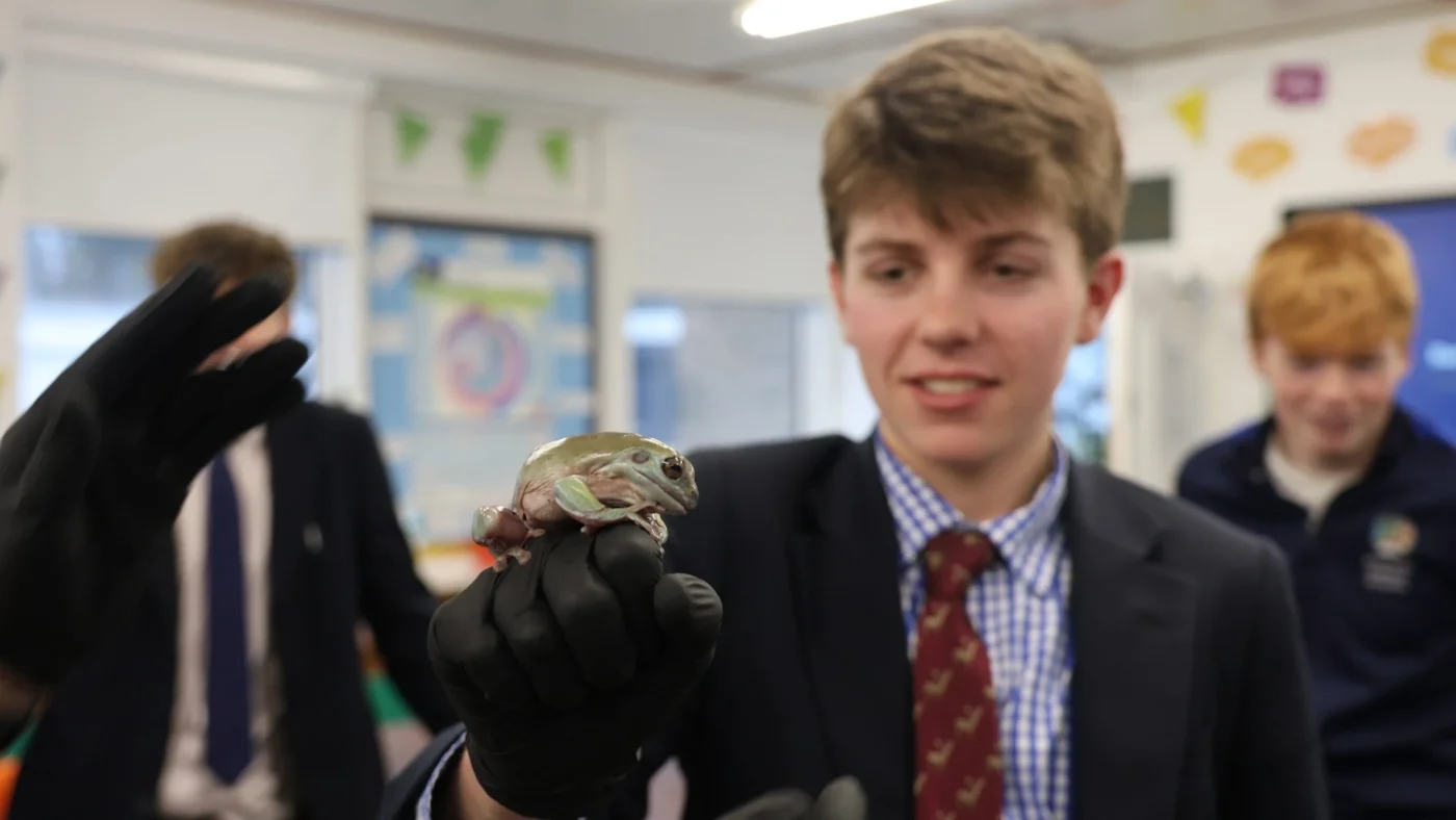 A student holding a tree frog with his gloved hand.